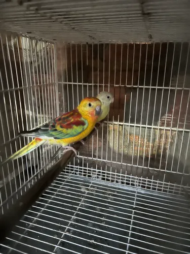 Coelho