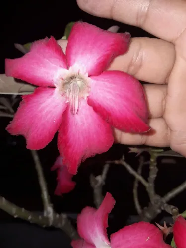 Rosa do deserto 
