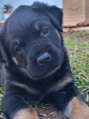 Rotweiller femea filhote