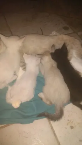 Adoção Responsável filhotes de gatinhos