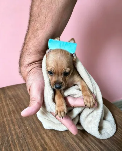 Pinscher