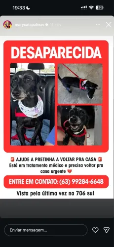 Cachorrinha desaparecida da 606 sul Palmas 
