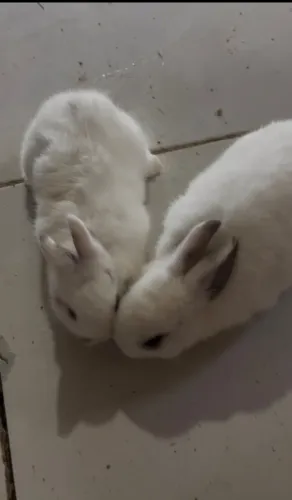 Mine coelho