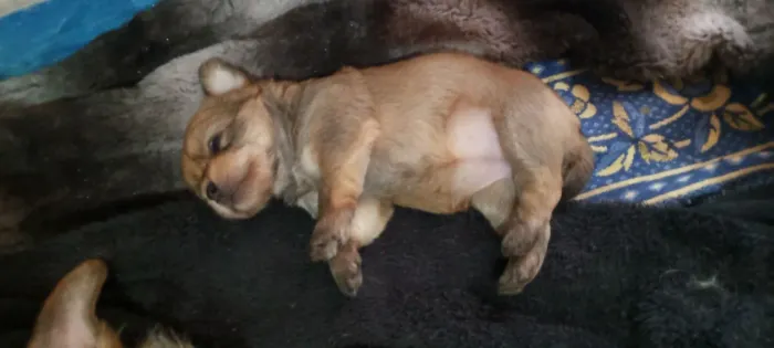 Vendo filhotes lindos de Shitzu