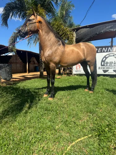 Cavalo Manga larga Machador