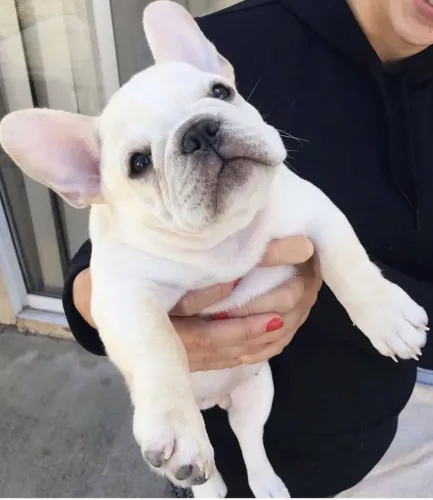 Bulldogue Francês - Patinhas Que Espalham Felicidade
