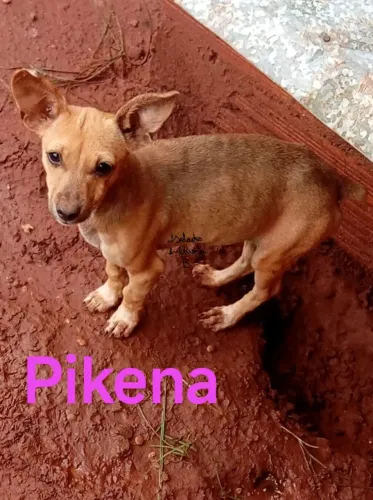 pintcher fêmea 6 meses