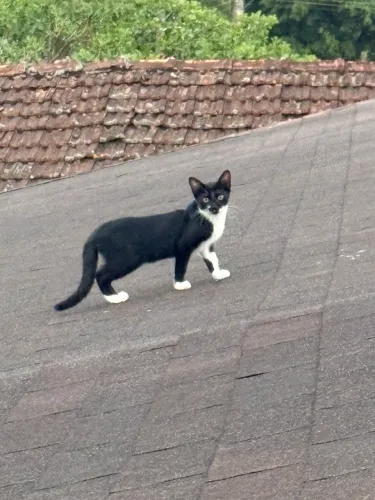 Doa-se gata - 4 meses