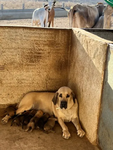 Filhotes de Fila brasileiro disponível 