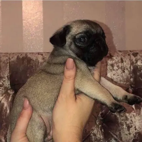 Filhotes de Pug | Um show de fofura e alegria!