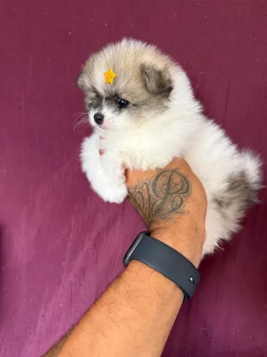 Lulu da pomerania anão filhotes