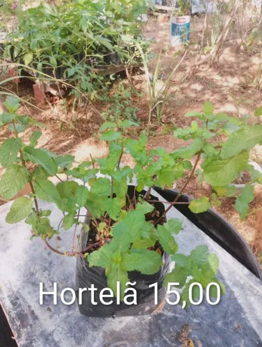 Mudas de plantas