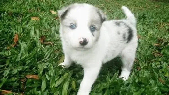 Border collie Blue Merle/red merle/preto e branco/chocolate