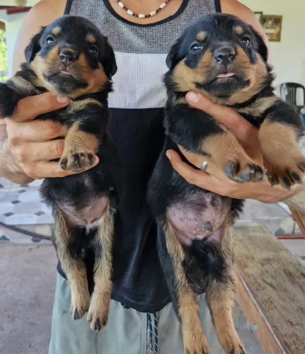 VENDO FILHOTES DE ROTTWEILERS PUROS