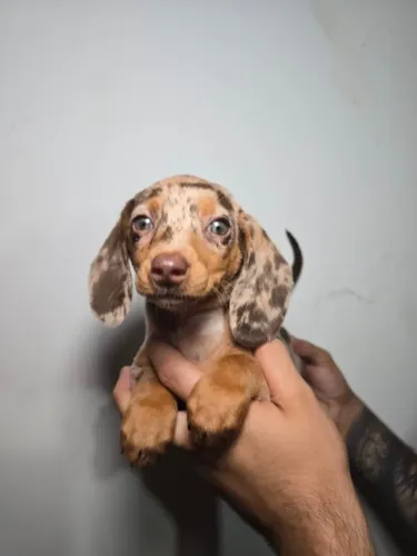 O Salsichinha que Faz Todo Mundo Sorrir