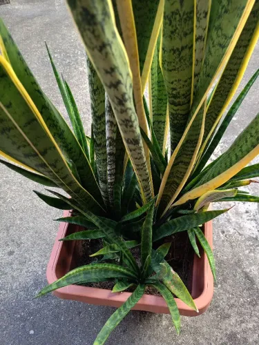 Espada de são Jorge grande - Linda planta para seu lar!