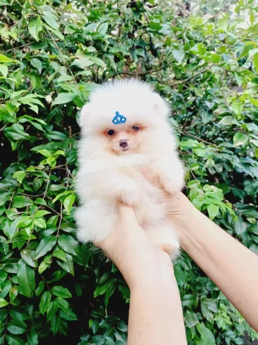 Filhote de Spitz Alemão Anão fêmeas e machos disponível foto real