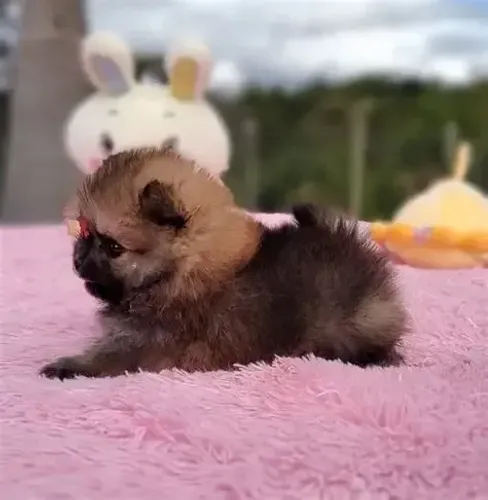 Raça Lulu da Pomerânia à Venda! 