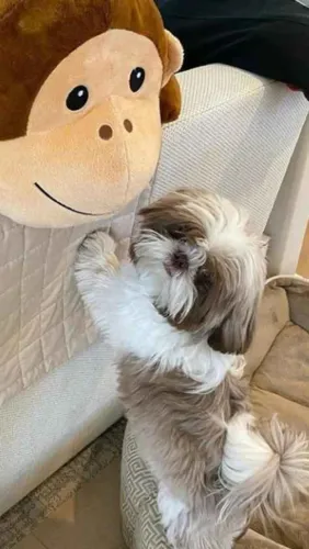 Filhote shih tzu, A vida é mais feliz com um filhotinho por perto!