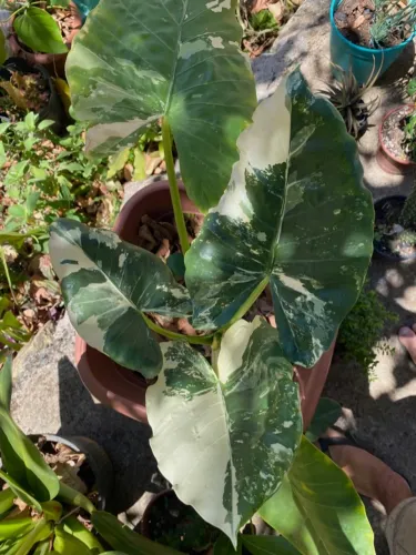 Plantas a venda