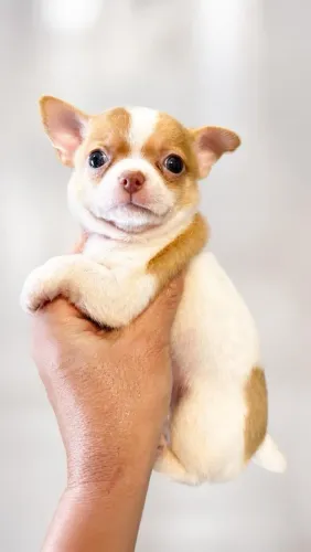 Chihuahua pelo curto perfeitinho e lindo