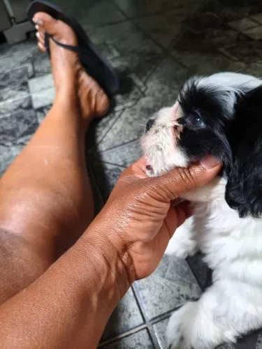 Cachorro chitzu