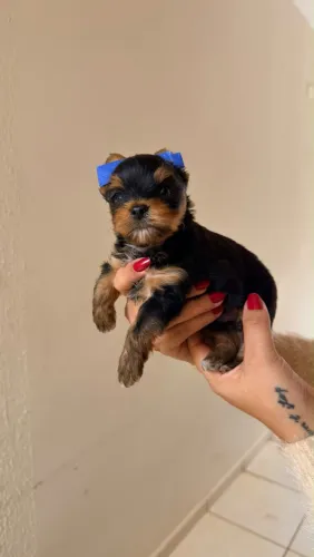 Filhotes machos yorkshire terrier