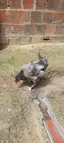 Galinha caipira