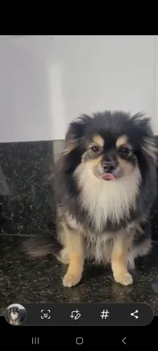 Spitz alemão Anão