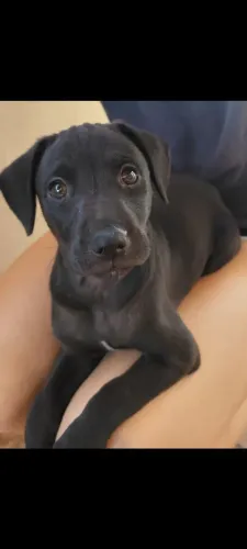 Doação de filhote Cachorro