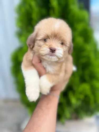 Filhotes Ilhasa Apso disponíveis