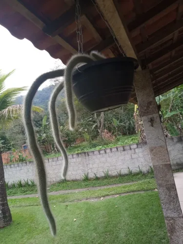 Mudas de Plantas 