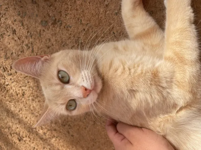 Doa-se três gatinhas, entrar em contato *