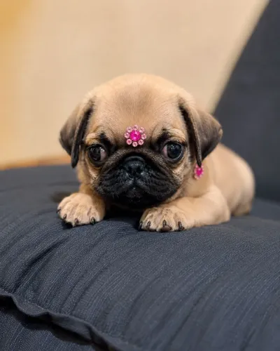 FEMEA PUG MICRO DISPONIVEL 