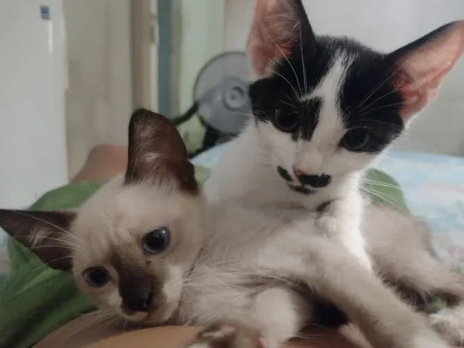 Doar gatos