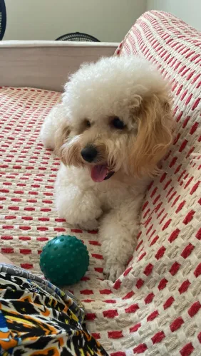 Pet cachorro pundo