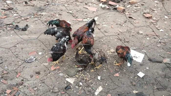 Vende-se galinha caipira