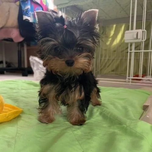 Yorkshire Terrier - Amor Puro Desde Filhote 
