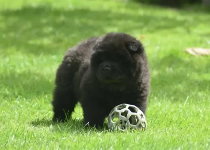 Filhote chow-chow, felicidade! Leve um filhotinho para casa!