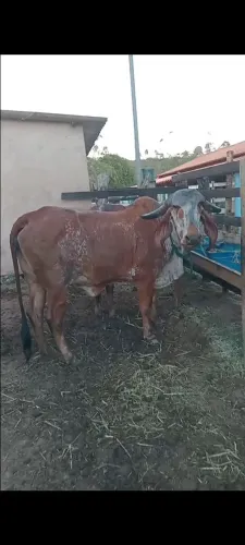 Vaca Gir Pura