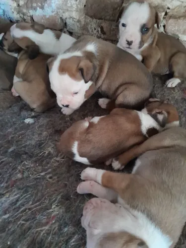 Vendo Cachorro Box