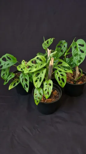 Monstera adansonii - Costela de Eva - planta para interior