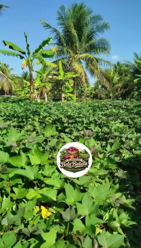 Batata ? doce direto produtor atacado