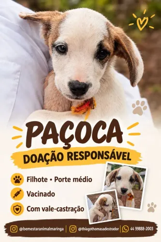Filhote para doação Paçoca