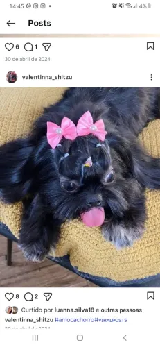 Cachorrinha 