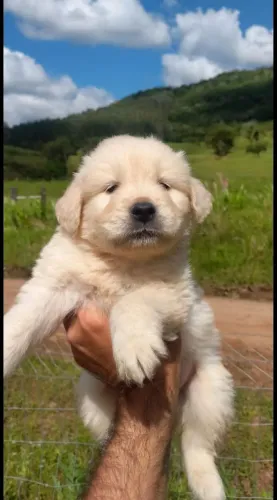 Prontos para entrega golden retriever