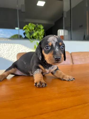 FILHOTES DE DACHSHUND (salsicha) Á VENDA