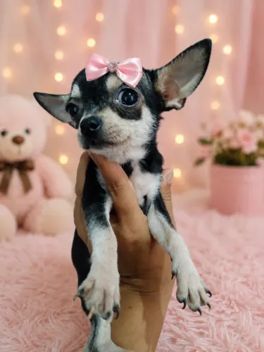 Chihuahua fêmea