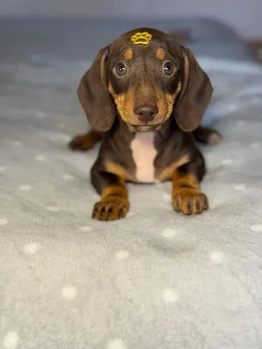Dachshund famoso salsicha disponível 