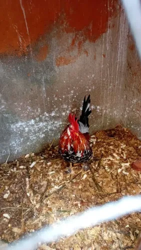 Vendo galo com 3 pintinho 